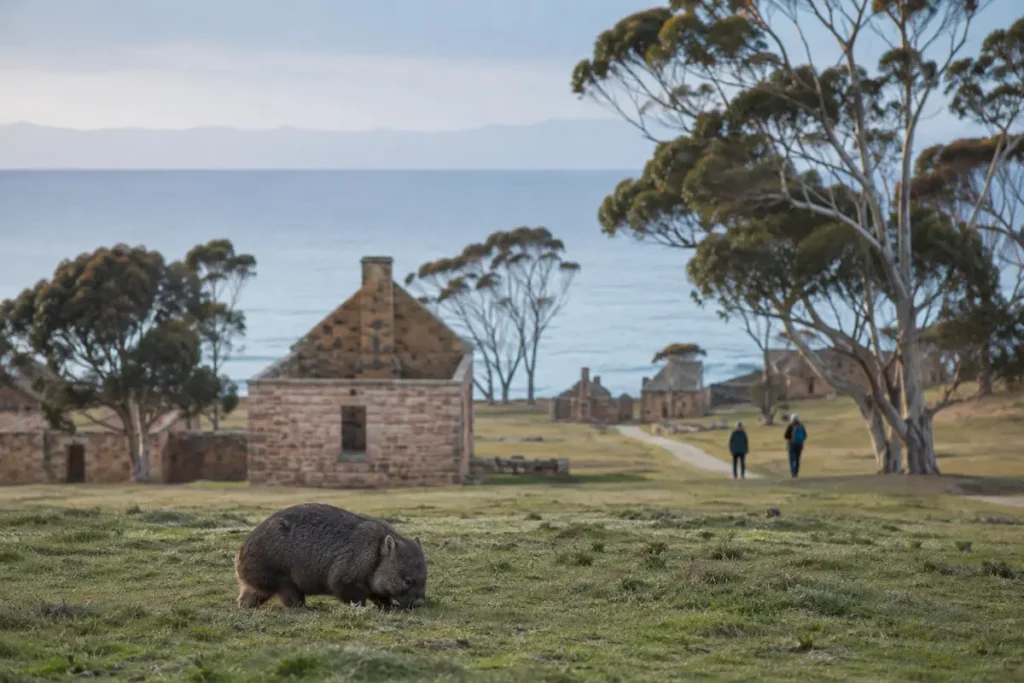 Wombat in the natural landscape of Maria Island, Tasmania