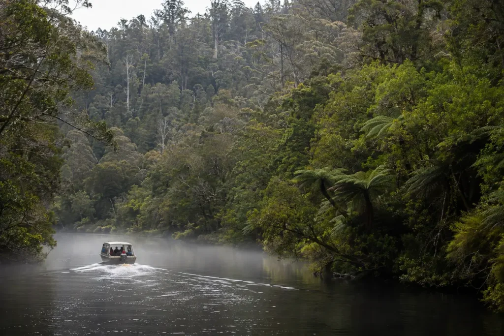 Ancient temperate rainforest in takayna Tarkine Tasmania